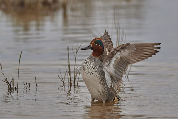 Krieckente ( Naturpark Albufera )