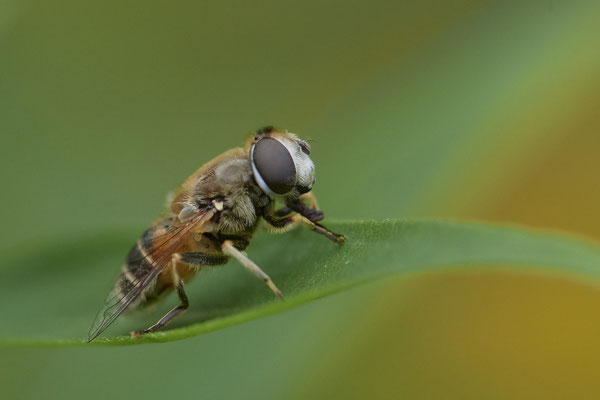 Mittlere Keilfleckschwebfliege