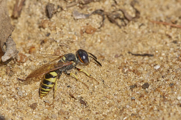 Nr.12/23 - Philanthus triangulum (Bienenwolf) - OB Läppkes Mühlenbach (10.10.2018)