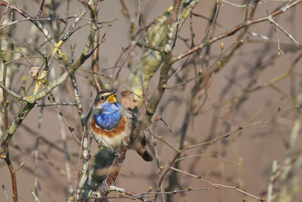 Blaukehlchen