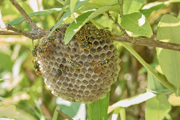 Nr.1199 - Polistes Nest 3 -mittlerweile  groß angewachsen - OB LMB - 51°29`11.55" 6°53`53.48" - (23.08.2019)