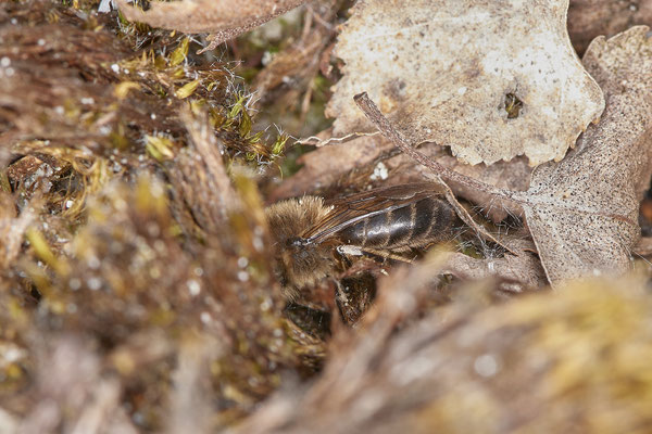 Colletes cunicularius - Renaturierte Kiesgruben in Weeze - (13.05.2021)