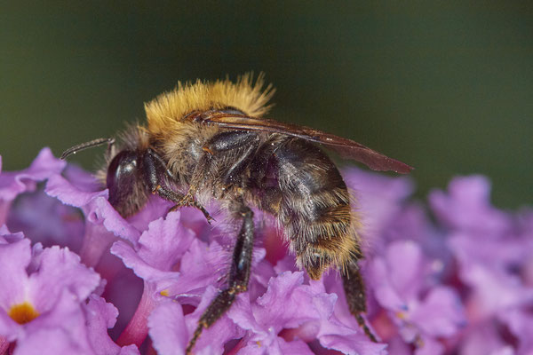 Nr. 5-2/07 - Ackerhummel (Bombus pascuorum) - OB Hiesfelderstraße (24.09.2018)
