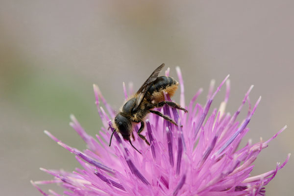 Osmia niveata - Garten