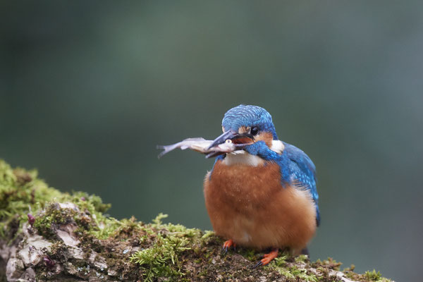 Serie vom Eisvogelmann - heute im Garten - (25.11.2019)