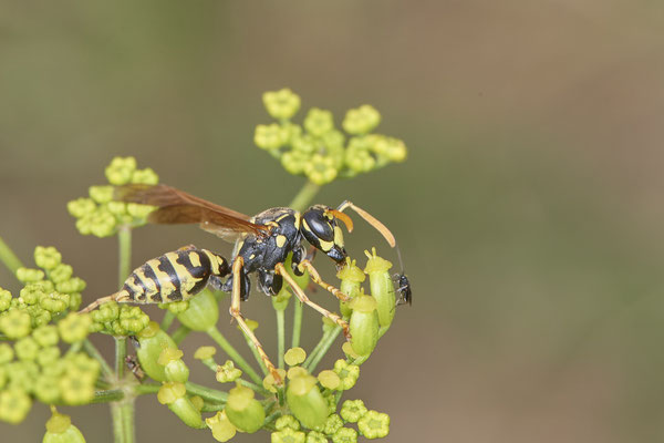 Polistes dominula / Gallische Feldwespe - Mehrum Rheindeich - 51°34`20.93" 6°37`37.00" - (15.08.2020)