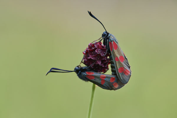 Sechsfleck-Widderchen - (Urlaub im Allgäu / Bayern vom  30.06. bis 09.07.2023)