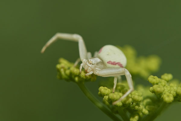 Veränderliche Krabbenspinne / Misumena vatia - OB Kleekampstraße - 51°32`25.95" 6°52`25.16" - (01.08.2020)