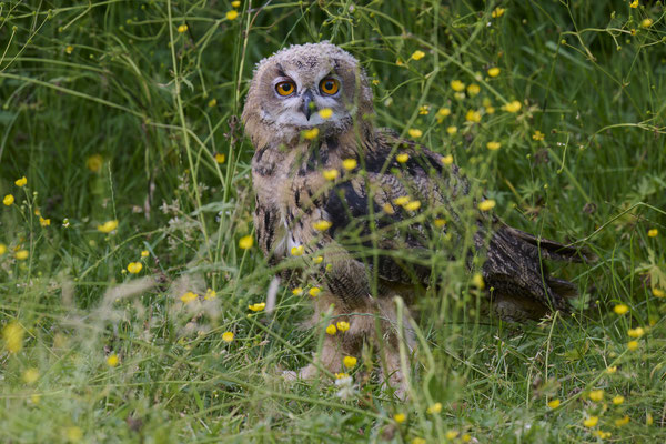 Uhu - Jungvogel
