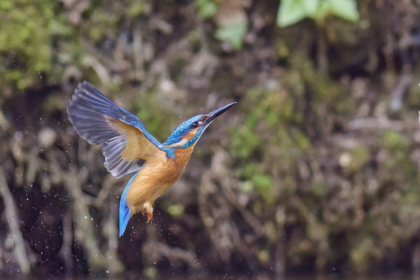 Eisvogel - Versuche Ihn im Flug zu erwischen, leider in ca. 25m und bei schlechtem Licht