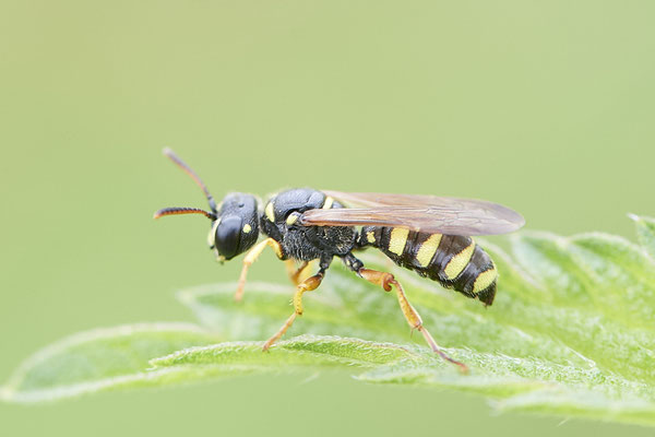 Cerceris quinquefasciata / Knotenwespe - DIN-Emschermündung - (21.07.2021)