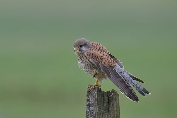 Turmfalke