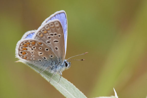 Polyommatus icarus / Hauhechel-Bläuling - OB LMB - 51°29`11.55" 6°53`53.48" - (04.09.2019)