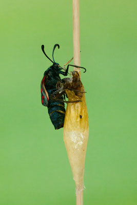 Schlupf vom Sechsfleck-Widderchen