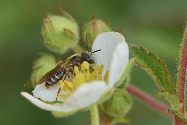 Nr.0417 -  Andrena dorsata w / Rotbeinige Körbchensandbiene - WES - Naturarena Auf dem Mars - 51°40`35.21" 6°31`31.96" - (05.05.2019)