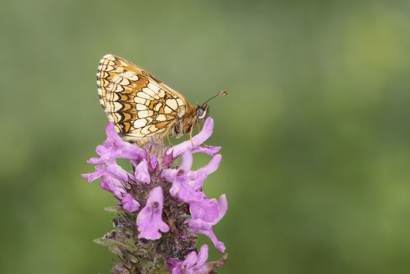 Wachtelweizen-Scheckenfalter