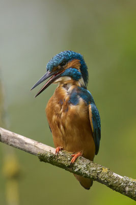 Eisvogel
