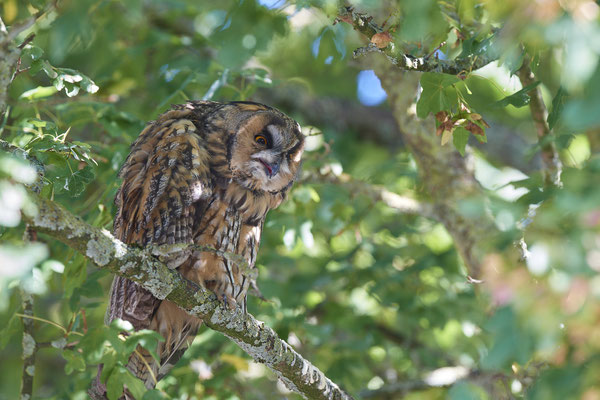 Waldohreulen im Schlafbaum am Niederrhein (20.09.2019)