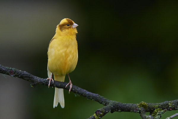 Kanarienvogel bei uns im Garten ( Gefangenschaftsflüchtling ) unberingt