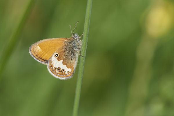 Weißbindiges Wiesenvögelchen - Auf Schmetterlingstour in der Eifel: Kalvarienberg und Lambertstal - (29.05. bis 03.06.2022)