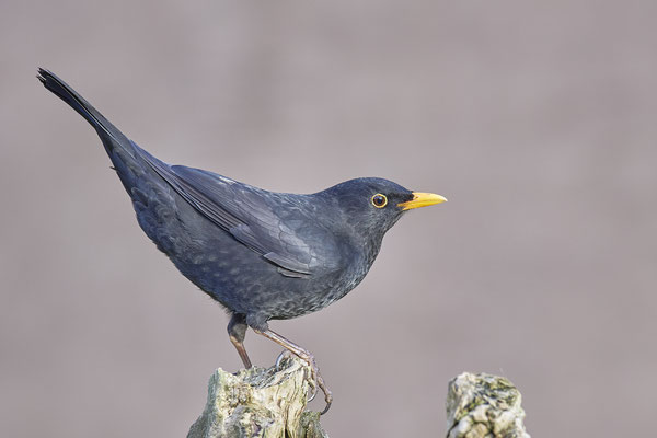 Amsel