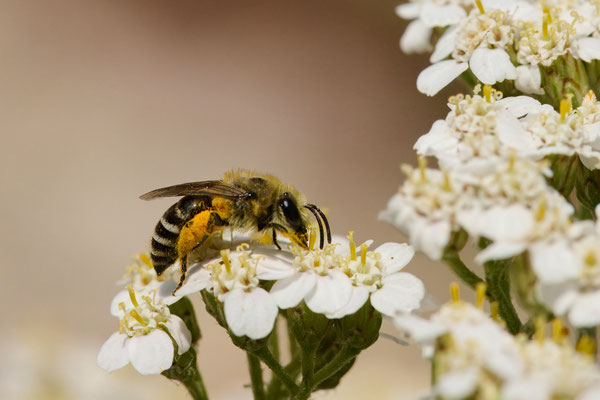 Colletes daviesanus-fodiens-similis - Garten