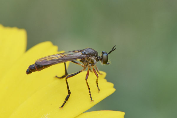 Nr.00012-2 - Habichtfliege- OB Garten - 51°31`49.60" 6°50`56.50" - (15.06.2020)