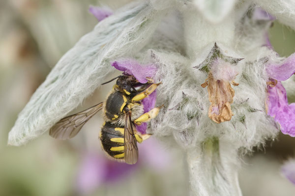 Anthidium manicatum