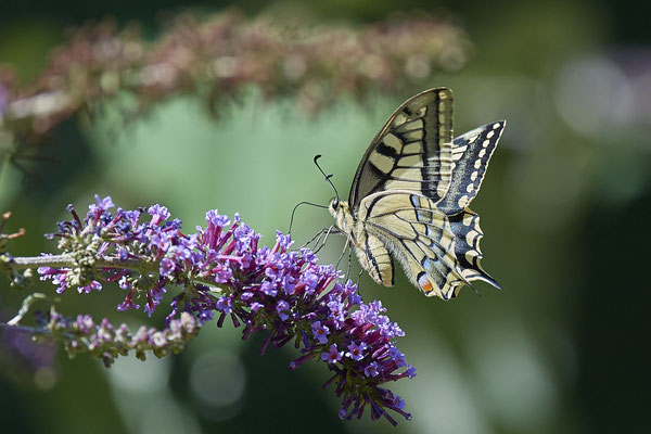 Schwalbenschwanz im Landschaftspark DU