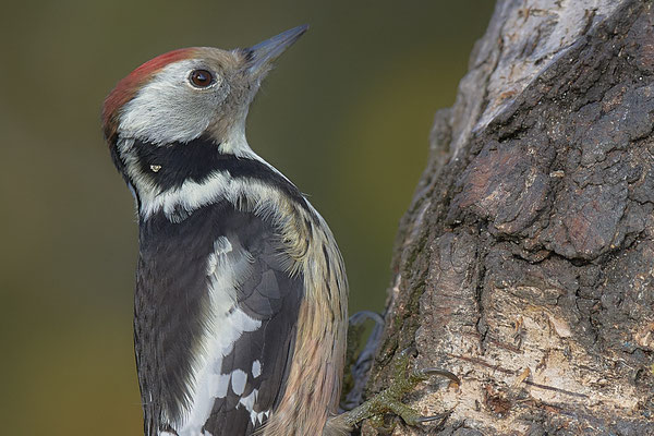 Heute war Spechttag - Mittelspecht - (22.11.2019)