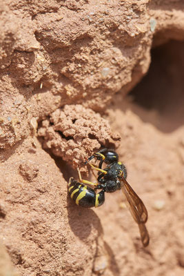 Nr.0591 - Odynerus spinipes / Gemeine Schornsteinwespe - Nabu-Naturschutzhof Nettetal - 51°19`29.92" 6°15`01.26" - (23.05.2019)