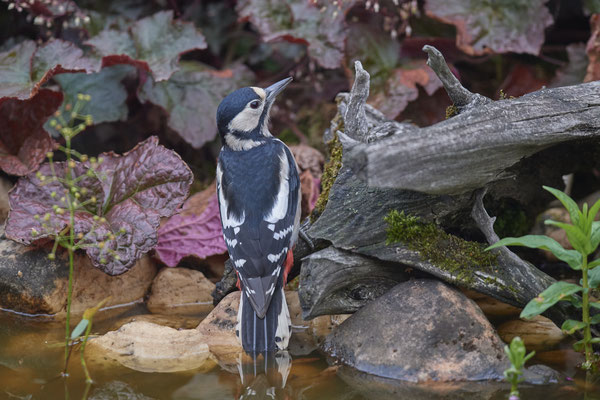 Buntspecht - OB Garten - (04.09.2020)