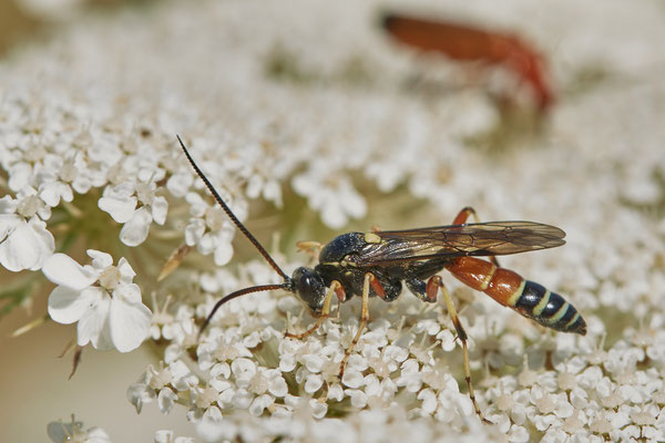 Nr.0964 - Netelia testacea / Rotschwarze Schlupfwespe - GE-Buer Zeche Hugo - 51°34`09.98" 7°02`18.09" - (04.07.2019)