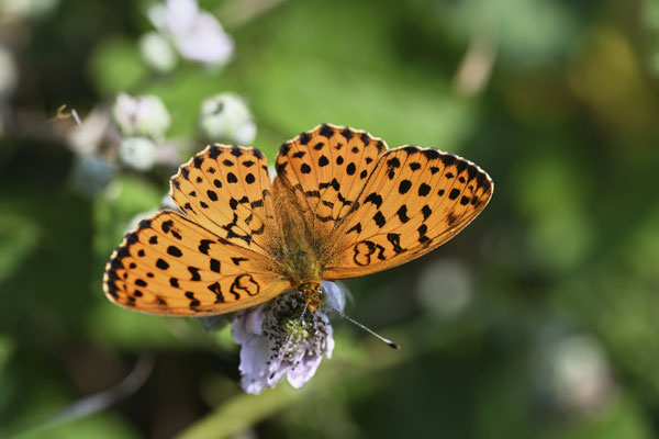 Brombeer-Perlmuttfalter - (Urlaub Mosel Valwig vom  08.06. bis 11.06.2023 mit der Nabu Herne)