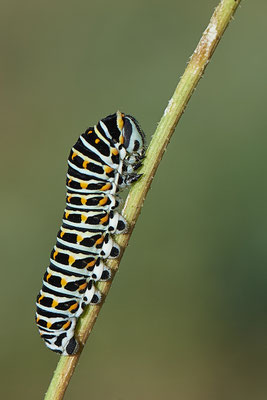  Papilio machaon / Schwalbenschwanz - DIN Emschermündung - 51°33`43.02" 6°41`27.86" - (22.09.2019)