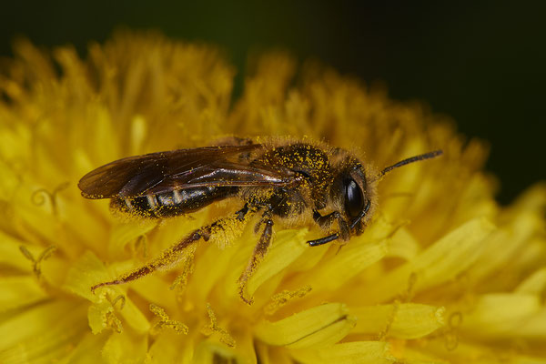 Nr.0080 - Andrena chrysosceles - DU - Landschaftspark-Nord - 51°28`51.79" 6°47`10.32" - (29.03.2019)
