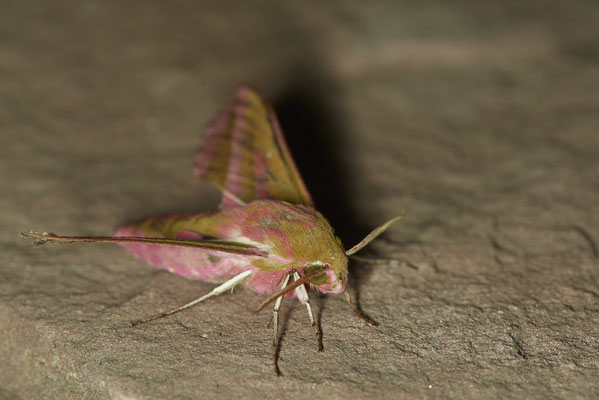 Mittlerer Weinschwärmer - Garten - (04.08.2022)