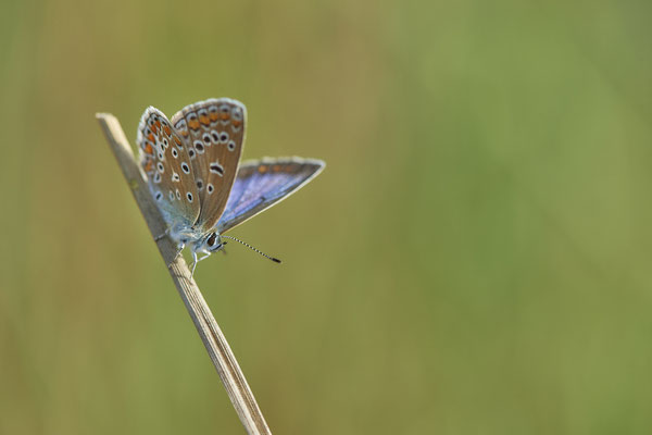 Heute nochmal in aller Frühe zum  Hauhechel-Bläuling / Polyommatus icarus -  Bottrop Halde Schöttelheide - (03.08.2020)
