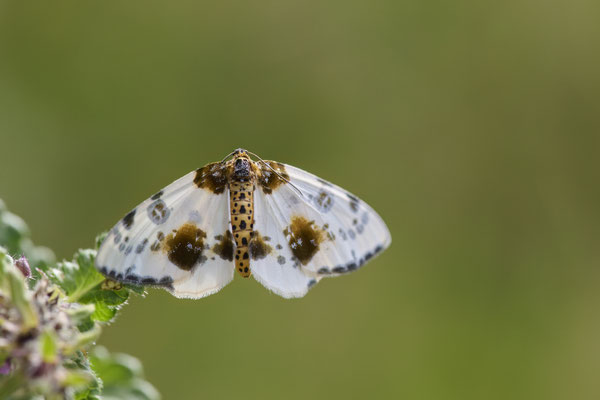 Ulmen-Fleckenspanner