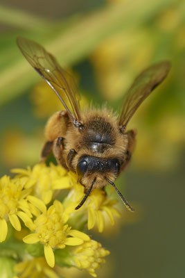 Nr.17/05 - Andrena flavipes f - OB/E-LMB - (16.10.2018)