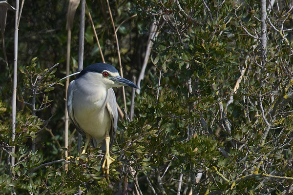 Nachtreiher ( Naturpark Albufera )