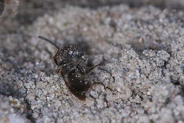 Nr.0700 - Cerceris rybyensis / Bienenjagende Knotenwespe die Beute - OB LMB - 51°29`11.55" 6°53`53.48" - (16.06.2019)
