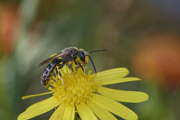 Nr.1220 - Lasioglossum calceatum m / Gewöhnliche Schmalbiene - WES Rheinbrücke Büdericher Insel - 51°38`40.99" 6°36`30.54" - (30.08.2019)