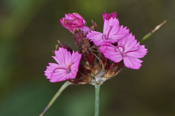 Nr.0694 - Dianthus carthusianorum / Kartäuser Nelke - OB LMB - 51°29`11.55" 6°53`53.48" - (16.06.2019)