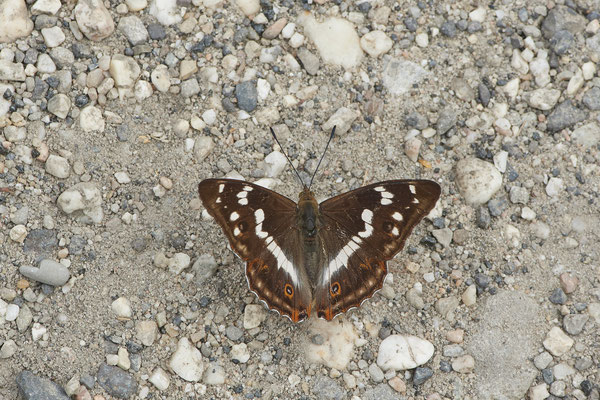 Großer-Schillerfalter - Rückseite Flugplatz Schwarze Heide - (27.06.2022)
