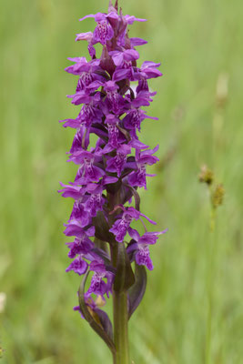 Breitblättriges Knabenkraut