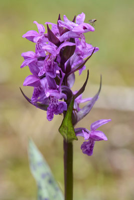 Breitblättriges Knabenkraut - Orchideen-Urlaub im Allgäu vom 26.05. bis 09.06.2024