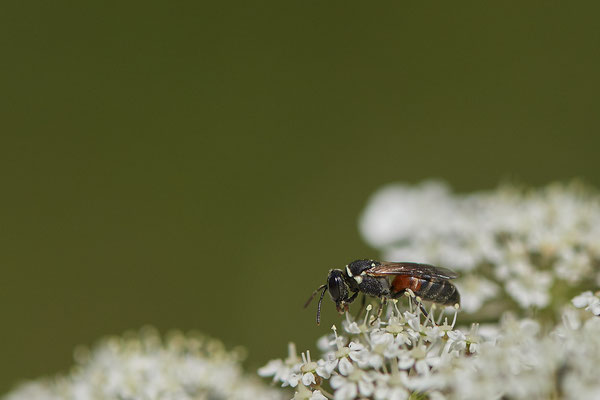 Nr.0063 - Hylaeus variegatus / Maskenbiene - Kaiserstuhl - (23.06.2020)