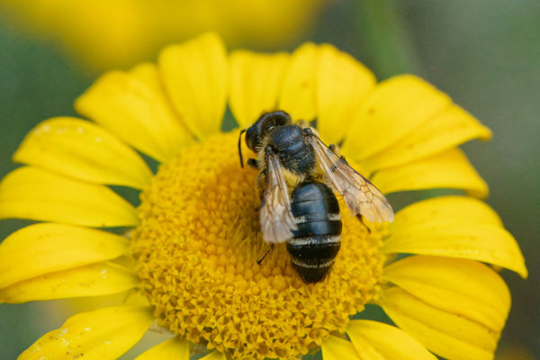 Andrena flavipes - Garten