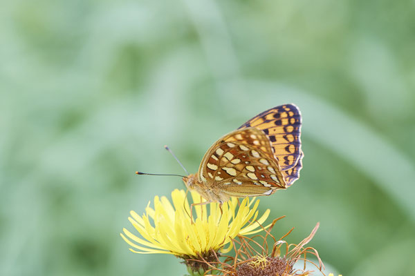 Märzveilchenfalter - (Urlaub im Allgäu / Bayern vom  08.07. bis 17.07.2022)